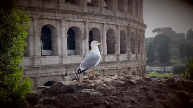 Kolezyumun önündeki güvercin.