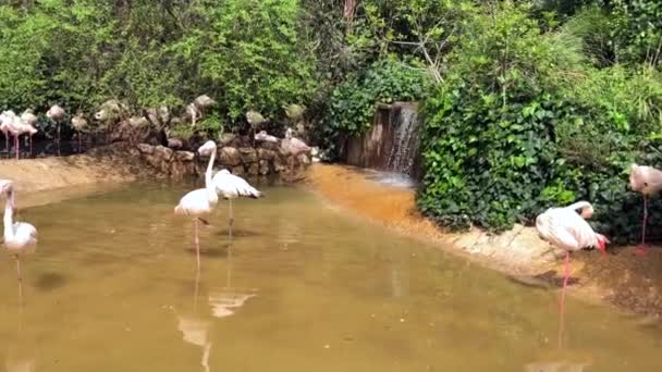 Danau Pan Swan Kebun Binatang Dalam Gerakan Lambat — Stok Video