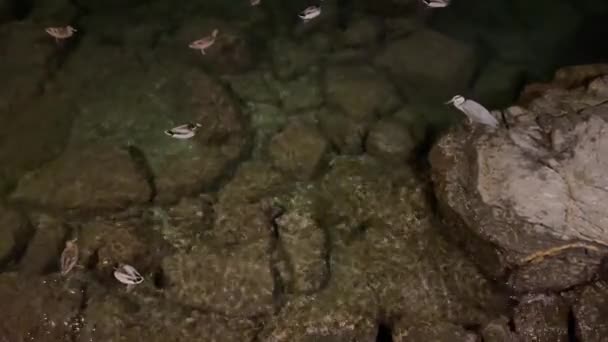 Rapallo Aquarium Många Ankor Och Många Fiskar — Stockvideo