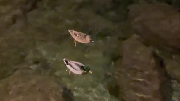 Aquário Rapallo Concentrar Dois Patos Peixe Outros Patos — Vídeo de Stock