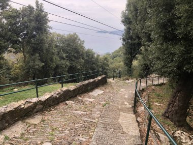 Ağaçlar ve elektrik kabloları olan küçük bir ülke yolu