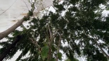 Ceneviz biyosferinde egzotik bitkiler