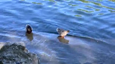 Torino 'da Po nehrinde yüzen iki küçük ördek.
