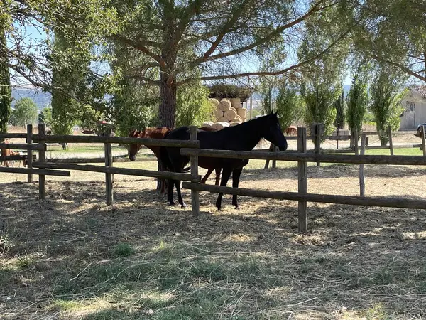 Etrafında iki yetişkin at var.
