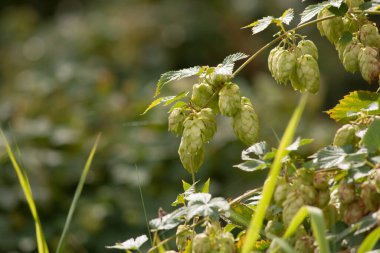 Hop (Cannabaceae Rosales Humulus) doğada büyüyüp bira olmayı bekliyor.