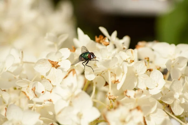 Πετάξτε Καθισμένοι Λευκά Λουλούδια Στον Ήλιο — Φωτογραφία Αρχείου