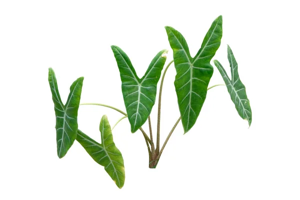 Planta Alocasia Longiloba Esta Uma Planta Tropical Exótica Floresta Tropical — Fotografia de Stock