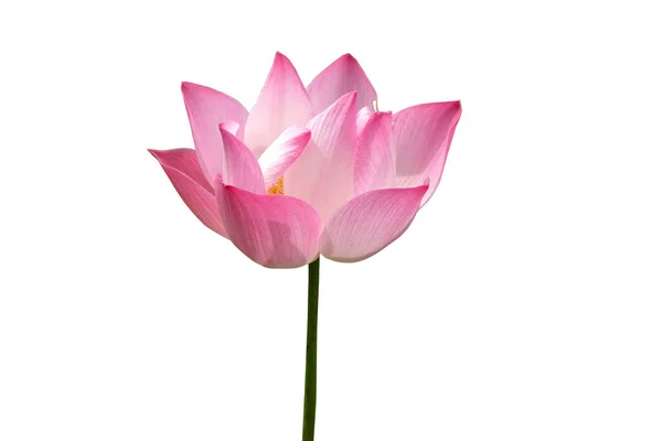Pink Lotus Flower Isolated White Background Clipping Pat — Stock Photo, Image