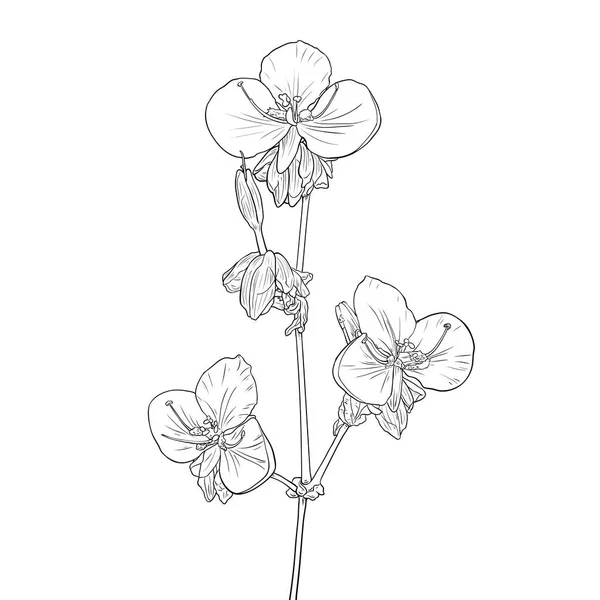 Murdannia Giganteum Flor Violeta Tailandesa Desenho Linha Ilustração Preto Branco —  Vetores de Stock