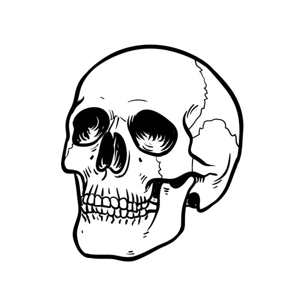 배경에 아래턱이 분리되어 사람의 두개골을 사하는 흰색과 검은색으로 — 스톡 벡터