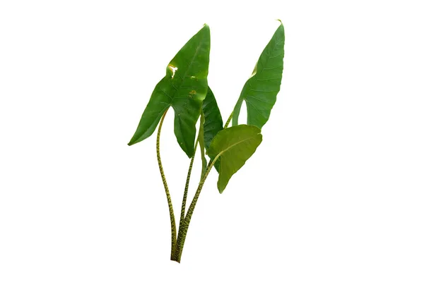 Alocasia Zebrina Houseplant Izolowane Białym Tle Ścieżką Wycinania Tropikalne Rośliny — Zdjęcie stockowe