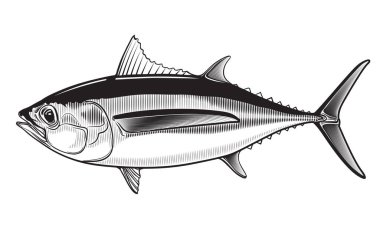 Tuna yellow fin big eye simple emlem isolated on white background . Vector illustration  clipart