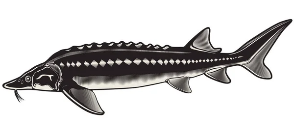 Иконка Осетровой Рыбы Выделена Белом Фоне Векторная Иллюстрация — стоковый вектор