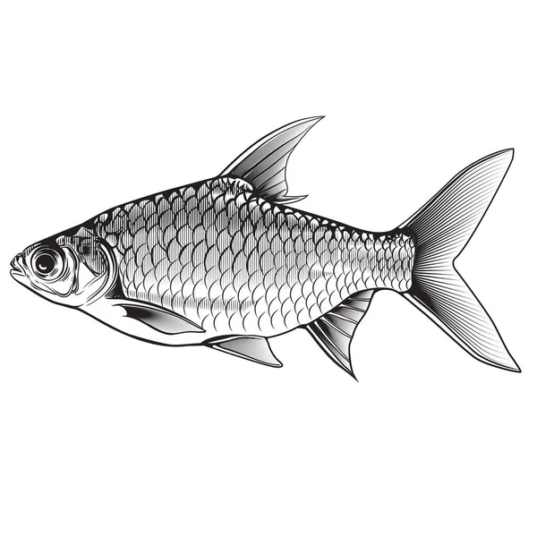 Java Barb Fish Barbonymus Gonionotus Ilustración Vectorial — Vector de stock