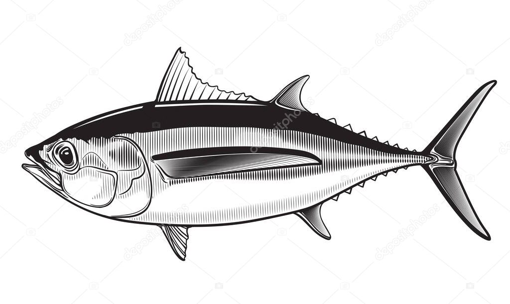 Tuna yellow fin big eye simple emlem isolated on white background . Vector illustration