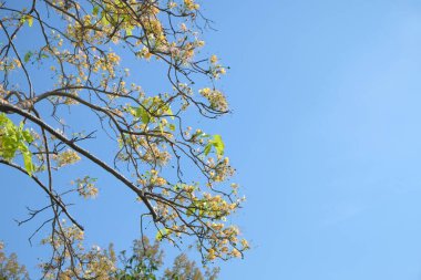Mavi gökyüzü arka planına sahip ilkbahar ağacı, Mavi Gökyüzü Arka Grubunda Caper ağacı