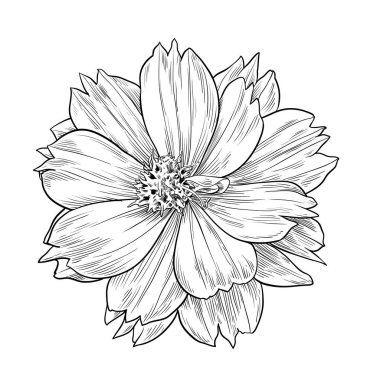 Kozmos çiçekleri çizim ve çizim, Vektörler Çizimleri
