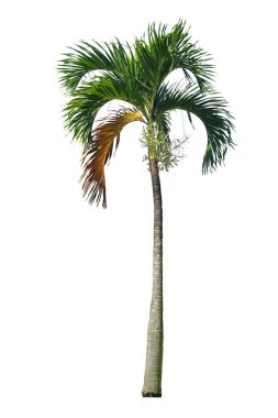 Manila palm trees  isolated on white background with clipping path 