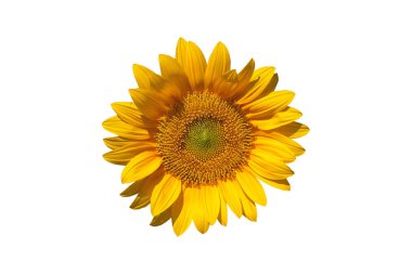 Ayçiçeği kırpma yolu ile beyaz arkaplanda izole edildi