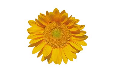 Ayçiçeği kırpma yolu ile beyaz arkaplanda izole edildi