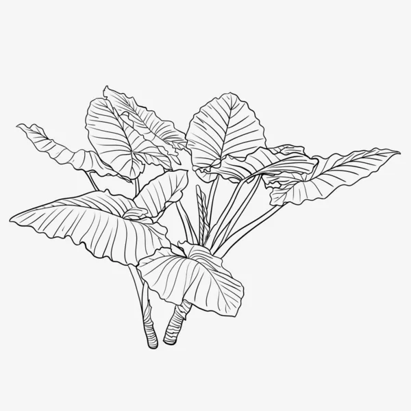 Elephant Ear Plant Hand Drawn Vector Illustration Isolated White Background — Stockvector