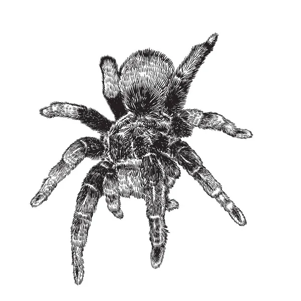 Vector Hand Drawn Realistic Tarantula Spider Ink Drawing Isolated White — Stockvektor