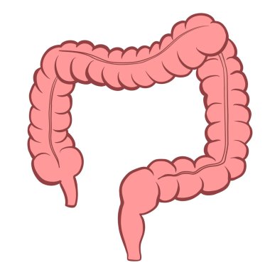 Vector Cartoon Human Large Intestine . Anatomical Organ Illustration. - Vector