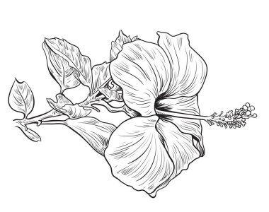 Hibiscus çiçeğiyle el çizimi ve çizim. Siyah-beyaz çizgili sanat illüstrasyonu. - Vektör