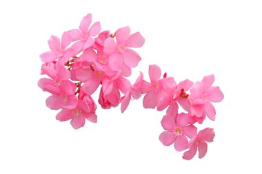 pink oleander flower and leaves isolated on white backgroun
