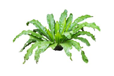 Beyaz arka planda izole edilmiş kuş yuvası eğrelti otu 