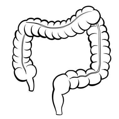 Large intestine vector icon isolated on white background - Vector