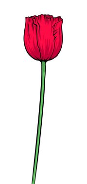 Beyaz bir arka plan üzerinde izole saplı üç kırmızı haşhaş vektör.