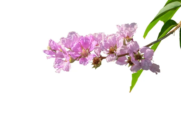 stock image Beautiful Lagerstroemia speciosa flower on white background isolated with clipping paths