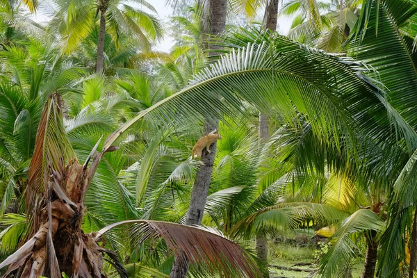 cat climbs the coconut tree in the coconut plantation.