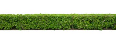 Green hedge or Green Leaves Wall  isolated on white background,with clipping path,Green bush ,The garden or the Park