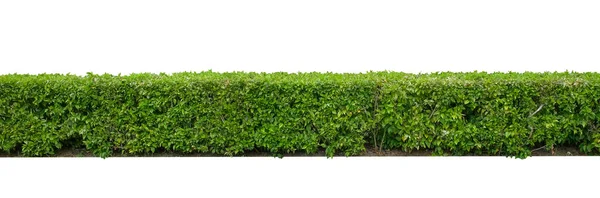 Green Hedge Green Leaves Wall Isolated White Background Clipping Path — Fotografia de Stock