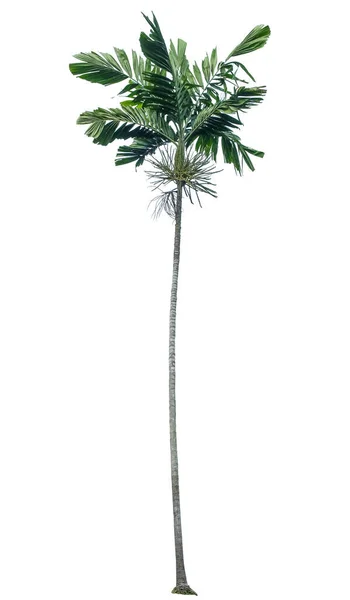 Palma Verde Ptychosperma Macarthurii Isolata Fondo Bianco Con Percorso Ritaglio — Foto Stock