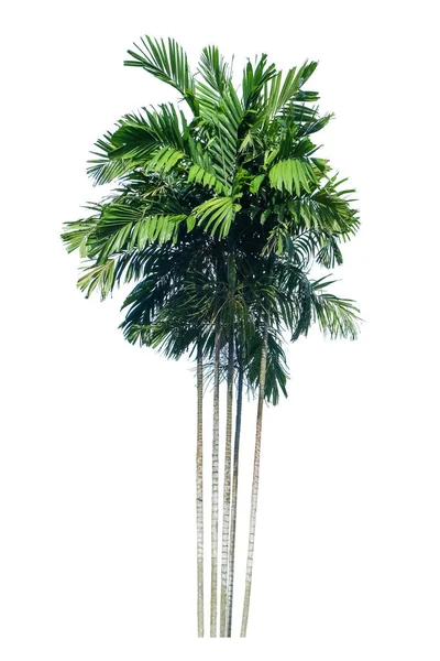 Grön Palm Ptychosperma Macarthurii Isolerad Vit Bakgrund Med Klippning Väg — Stockfoto