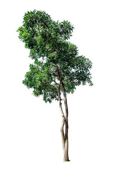 Tabebuia Aurea Blume Isoliert Für Hintergrund Mit Clipping Pfade Tree — Stockfoto