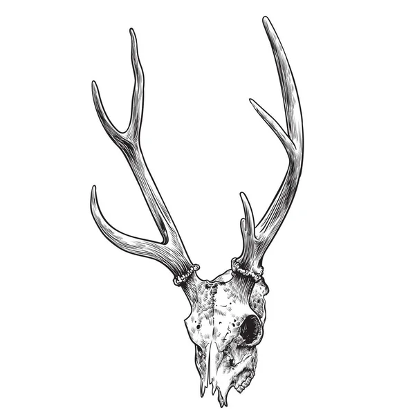 Deer Skull Illustration Isolated White Background Drawing Engraving Ink Line — Stock Vector