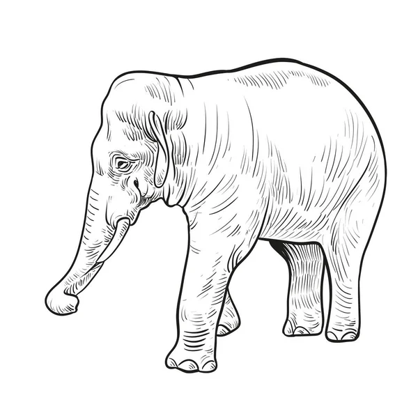 Vector Illustration Engraving Elephant White Background Elephant Sketch Drawing — Vetor de Stock
