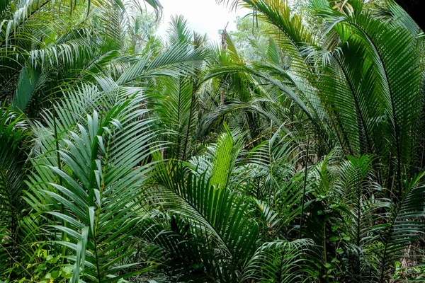 Palmeira Nipa Verde Nypa Fruticans Floresta Com Fundo Azul Céu — Fotografia de Stock