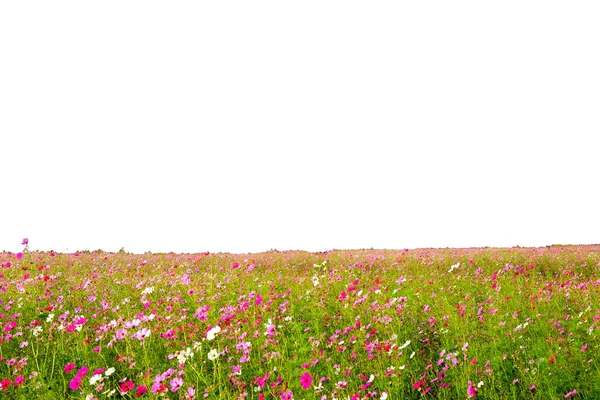 Rosa Kosmos Blumenfeld Isoliert Auf Weißem Hintergrund Mit Schnittpfad — Stockfoto