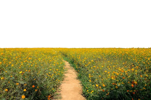 Camino Campo Flores Del Cosmos Amarillo Naranja Aislado Sobre Fondo —  Fotos de Stock