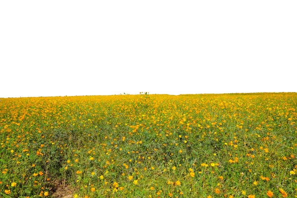 クリッピングパスを持つ白い背景に隔離された黄色の花のフィールド — ストック写真