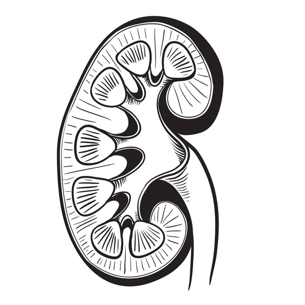 Nieren Schets Anatomie Schets Vector Illustratie Hand Getekend Nieren Icoon — Stockvector