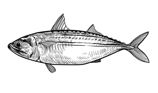 インドサバ Rastrellger Kanagurta 白地に隔離された魚の手描きベクトルイラスト レトロなスタイル — ストックベクタ