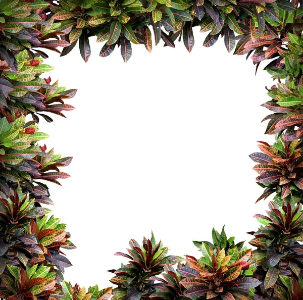 Garden Croton Rahmen Hintergrund Mit Tropischen Blättern Hintergrund Mit Kopierraum — Stockfoto