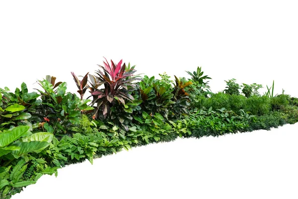Arbusto Jardim Paisagismo Tropical Com Vários Tipos Plantas Arbusto Folhagem — Fotografia de Stock