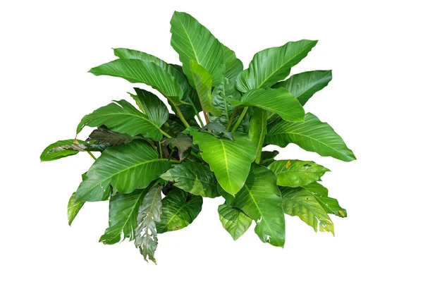 Philodendron Philodendron 바탕에 외따로 떨어져 — 스톡 사진